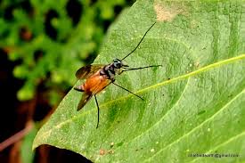 Image result for Pterygota