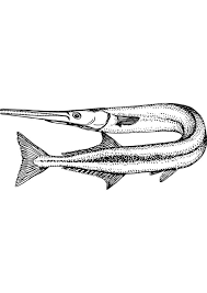 You can also do online coloring for marlin the swordfish coloring page directly from your ipad, tab or on our webpage here. 45 Fish Coloring Pages Coloring Pages