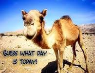 The shipping for the shirt also took longer than i would expect. Hump Day Camel Pictures Photos Images And Pics For Facebook Tumblr Pinterest And Twitter