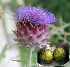 Growing Globe Artichokes How To Grow Globe Artichokes