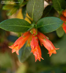 Image result for Burchellia