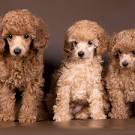 Raven Rock Standard Poodles