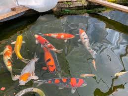 The first part will be about preparing the mud ponds, and the second part in the next newsletter will be about the spawning itself and all that goes with it. 2020 Flock Spawn A Little Of Everything Start To Finish
