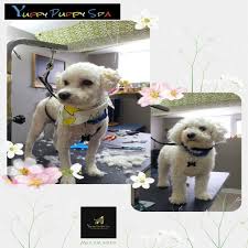 We did not find results for: Dog Grooming Markham Yuppy Puppy Spa Puppy Groom Dog Grooming Markham Yuppy Puppy Spa Puppy Groom