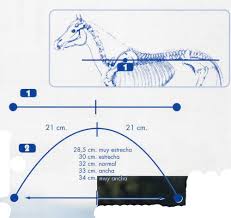 Saddle Fitting Guide