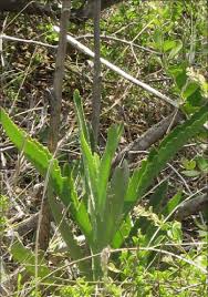 Image result for Kalanchoe brachyloba