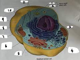 Most animal cells are quizlet. Animal Cells Flashcards Quizlet