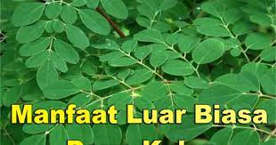 Daun kelor, pohon ajaib yang tidak hanya bermanfaat untuk kesehatan dan medis, tapi juga mistis. Sungguh Mengejutkan Daun Kelor Dinobatkan Who Sebagai Pohon Ajaib Dan Obat Anti Kanker Terbaik Sebarkan Pada Semua Penderita Kanker