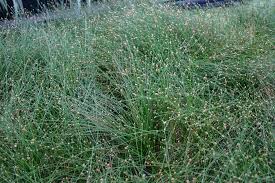 Image result for Eleocharis retroflexa