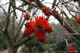 Image result for Erythrina lysistemon