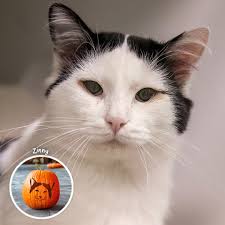 Animal Rescue League of Boston