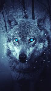 White, wolf, blue eyes, scars resolution: Blue Wolf Eye Wallpapers Top Free Blue Wolf Eye Backgrounds Wallpaperaccess