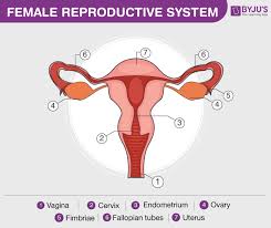 Diagram of the human endocrine system (infographic). Human Reproductive System Male And Female Reproductive Organs
