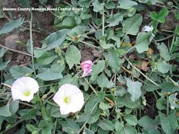 Produced with cyberlink powerdirector 12 Washington State Noxious Weed Control Board