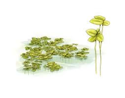 Image result for Lemna minor