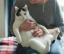 Bitte hinterlasst euren besuch auf im regenbogenland im gästebuch. Regenbogenland Kolner Katzenschutz Initiative E V