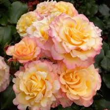 Image result for Hermannia floribunda
