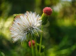 Image result for Crassocephalum