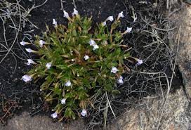 Image result for Linderniella