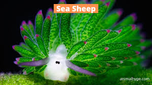 Glamorousunicorn 5 out of 5 stars (63) $ 21.95 free shipping add to favorites quick view embroidery file embroidery design pocket leaf sheep moritz 13 x 18 frame. 13 Interesting Facts About Sea Sheep Habitat Diet Appearance Animal Hype