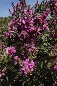 Image result for Acanthus polystachyus