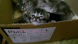 Dengan nada melemah nia menajawab, bahan bakarnya habis de karena terlalu yakin mama jadi kelupaan isi bahan bakar. Distokia Masalah Kucing Beranak Dystocia Cat Birth Difficulties Ini Adalah Bellarina Natasya