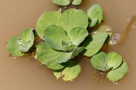 Image result for Pistia