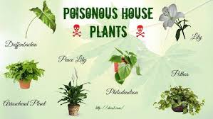 Top 16 Poisonous House Plants For Humans And Pets Poisonous House Plants Plants Deadly Plants