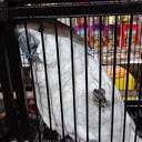 AGUSTIN'S EXOTIC BIRDS AND REPTILES - Updated May 2024 - 81 Photos ...