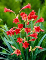 Image result for Cyrtanthus galpinii