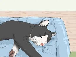 Si daca esti agent imobiliar si vrei sa mergem mai departe. How To Soothe Your Cat With A Massage 11 Steps With Pictures