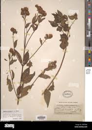 Image result for Lippia plicata