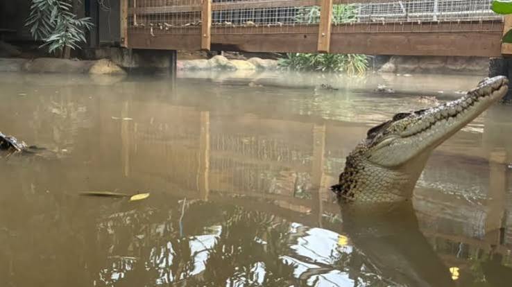 Johnson's of Old Hurst Zoo: Boy allegedly thrown into crocodile enclosure  update | Nine.com.au