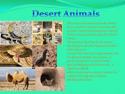 Desert bighorn sheep live in the mojave, sonoran and chihuahuan deserts. There Are Many Animals In The Desert From Camels To Snakes But There Still Is Quite A Bit Of Interesting Facts About Desert Animals That People Don T Ppt Download