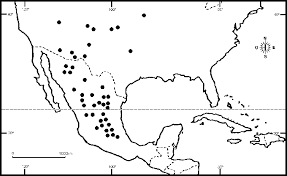 Image result for Panicum habrothrix