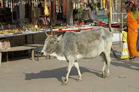 Stray cattle menace: UP farmers refuse to diversify crops over depredation