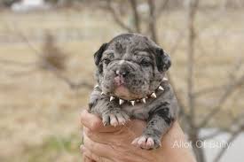 He is almost one eighty percent of the way crate trained sleeping in there at night and when we are at work in the … Pix For Blue Merle English Bulldog Bulldog Puppies English Bulldog Puppies Cute Dogs Breeds