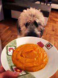 Rezept Kurbissuppe Fur Hunde Dogtisch Academy Kurbissuppe Kurbis Rezepte