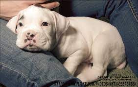 White Boxer Puppies Boxer Dog Info And Health Tips
