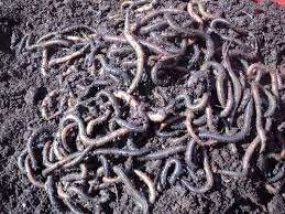 Cartea ,, ghidul culegătorului de trufe'' îţi arată pas cu pas ce ai de făcut pentru a deveni un bu. Pescarul Singuratic Pescuitul Cu Rame