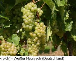 Imagem de Heunisch grape