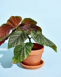 I have a rex begonia (escargot variety) that was just i've noticed that it has started to drop very young leaves after the leaf and ~1/2 of the stem turn brown and shrivel. Begonia Plant Care How To Grow Maintain Begonia Plants Apartment Therapy