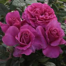 Pretty lady is a more compact hybrid tea and can fit into most areas of the. Pretty Lady Rose Downton Abbey Collection