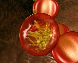 Symptoms usually begin ten to fifteen days after being bitten by an infected mosquito. Erste Anzeichen Von Malaria Malaria Krankheiten Internisten Im Netz