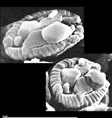 Image result for Xyris natalensis