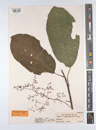 Image result for Scepocarpus hypselodendron