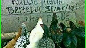 Selanjutnya untuk menggali kemampuan peternak dalam menguatkan subsistem agribisnis melalui penyuluhan. Peternak Ayam Bangkok Ngampel Papar Kediri Farm Shop Ayam Bangkok Bk