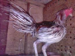 Ishak Juragan Cemani Ayam Cemara Bulu Landak Langka Untuk Koleksi Syarat Ritual Landak Ayam Bulu