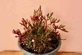 Image result for Selaginella afrorum