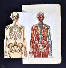 Media in category labeled photographs of human female genitalia. C 1880 Dr Vernon Human Anatomy Fold Out Map Female Body With Fetus In Uterus 1826591937